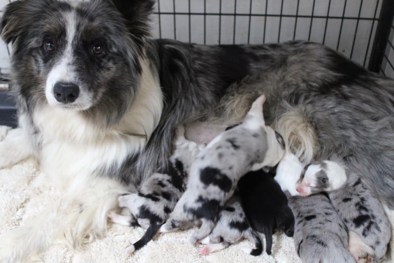 Border Collie - (Sans Affixe)
