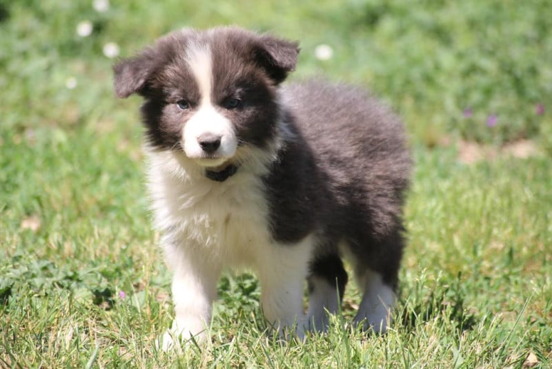 Border Collie - (Sans Affixe)