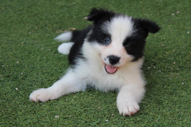 Border Collie - (Sans Affixe)