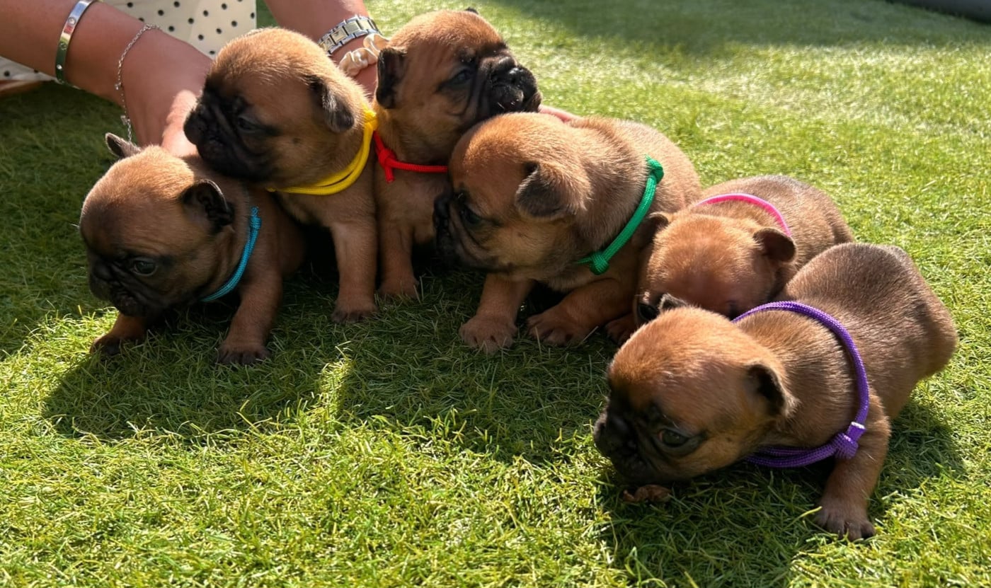 Chiot Bouledogue français