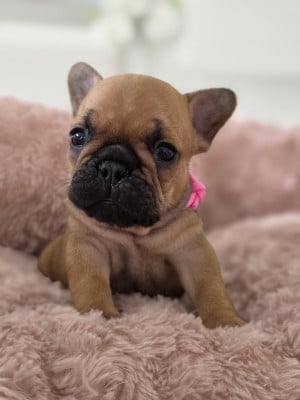 Les chiots de Bouledogue français