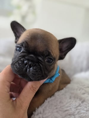 Les chiots de Bouledogue français