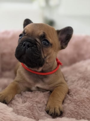 Les chiots de Bouledogue français