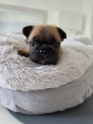 Les chiots de Bouledogue français