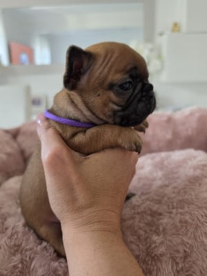 Les chiots de Bouledogue français