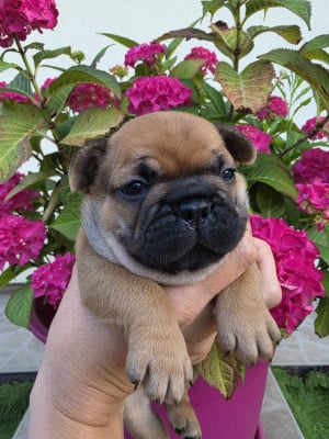 Les chiots de Bouledogue français