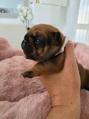 Les chiots de Bouledogue français