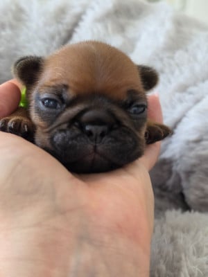 Les chiots de Bouledogue français