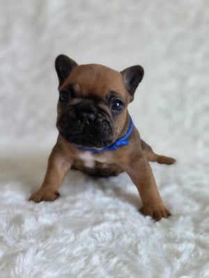 Les chiots de Bouledogue français