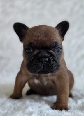 Les chiots de Bouledogue français