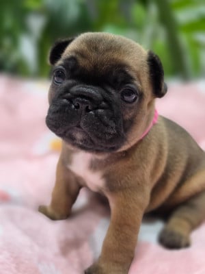 Les chiots de Bouledogue français