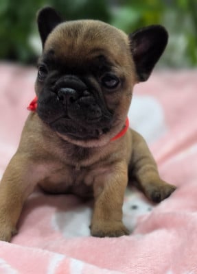Les chiots de Bouledogue français