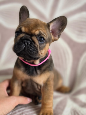 Les chiots de Bouledogue français