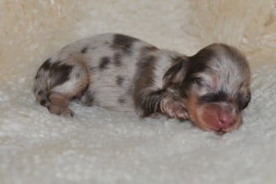 Les chiots de Teckel poil long