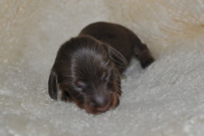 Les chiots de Teckel poil long