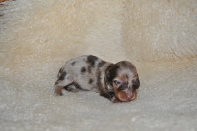 Les chiots de Teckel poil long