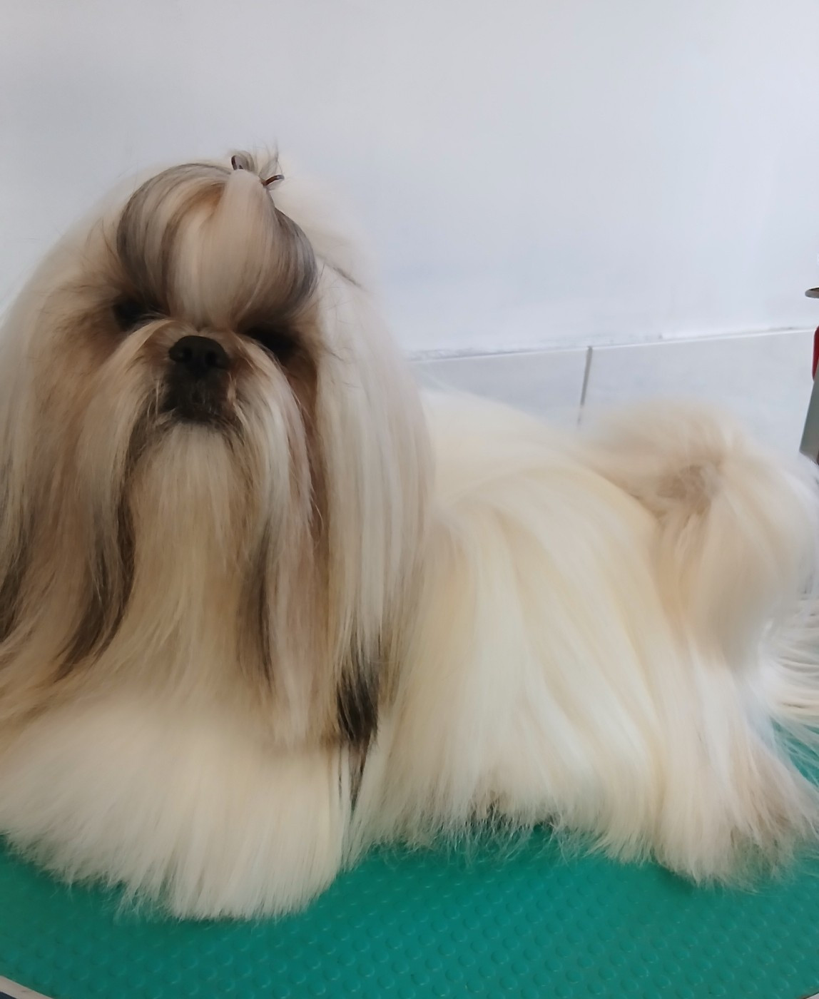 Lawren's Passion A love forever