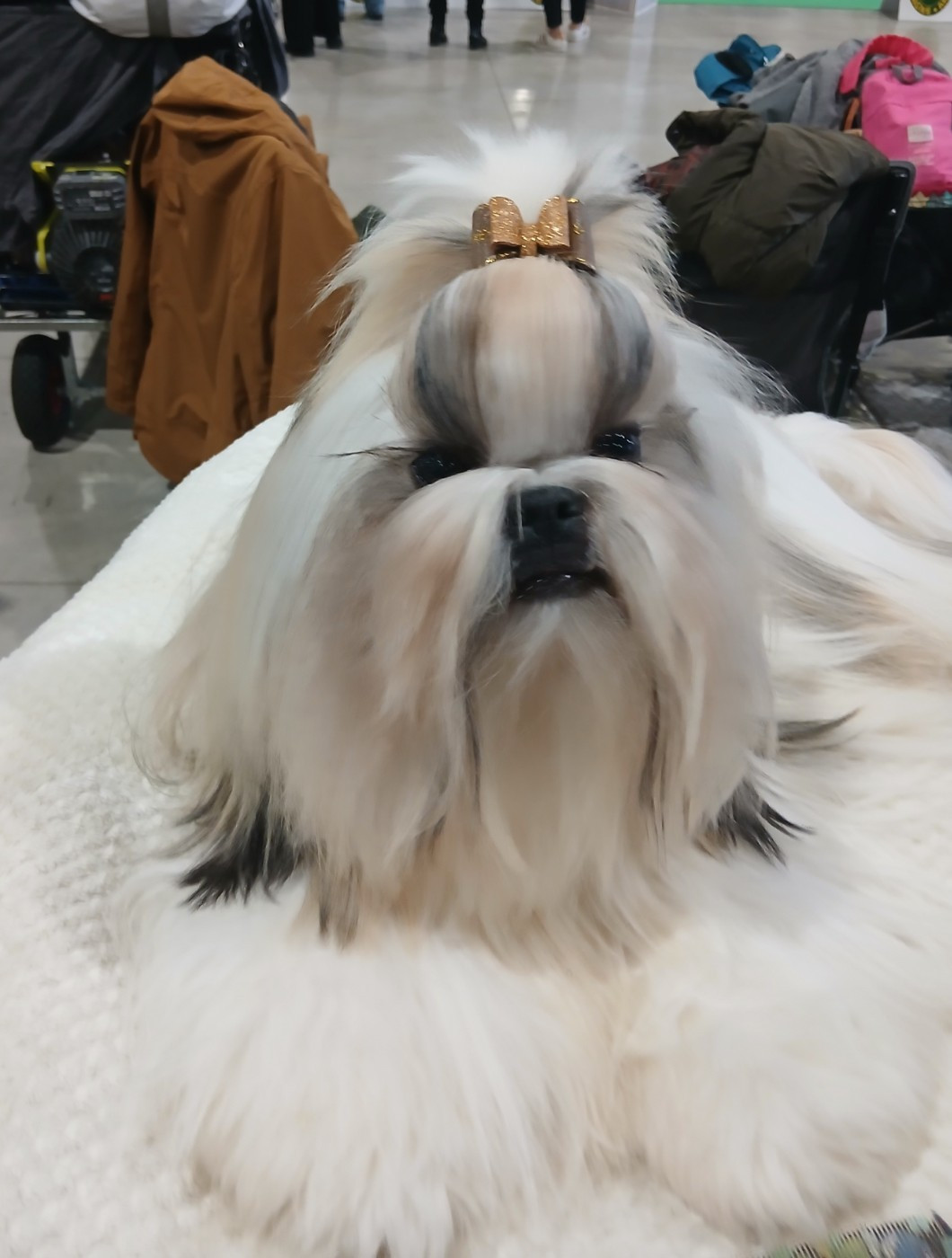 Lawren's Passion A love forever