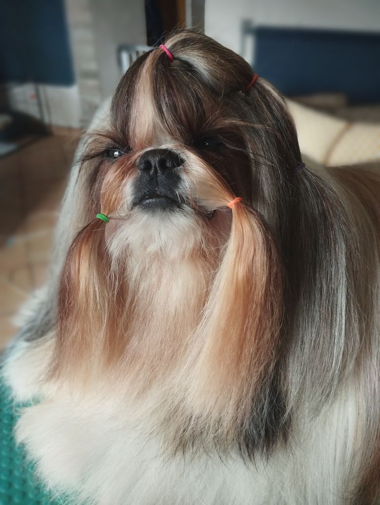 Reve d'un jour Made In Albizzia