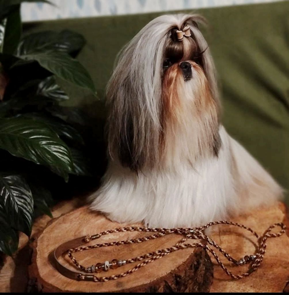 Reve d'un jour Made In Albizzia