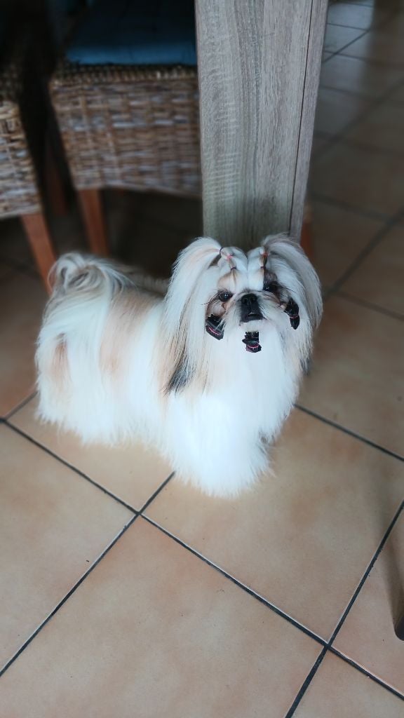 Ultime beauté Made In Albizzia