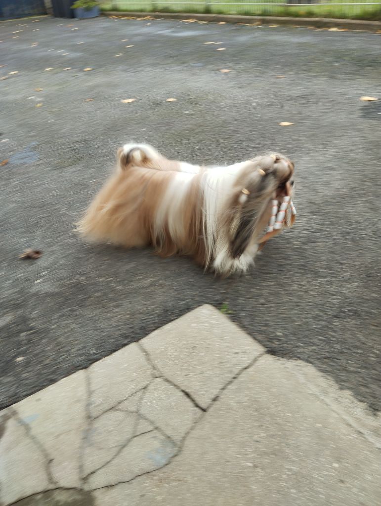 Reve d'un jour Made In Albizzia