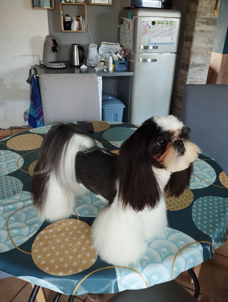 Ultra belle Made In Albizzia