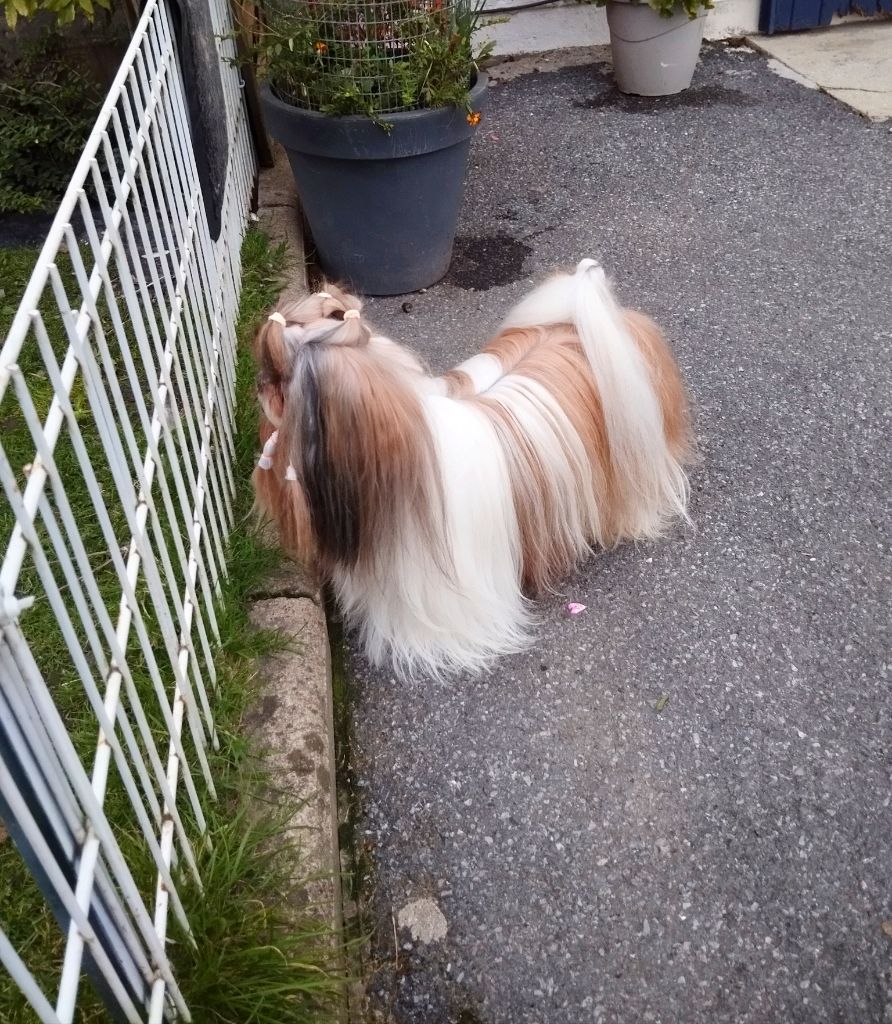 Reve d'un jour Made In Albizzia