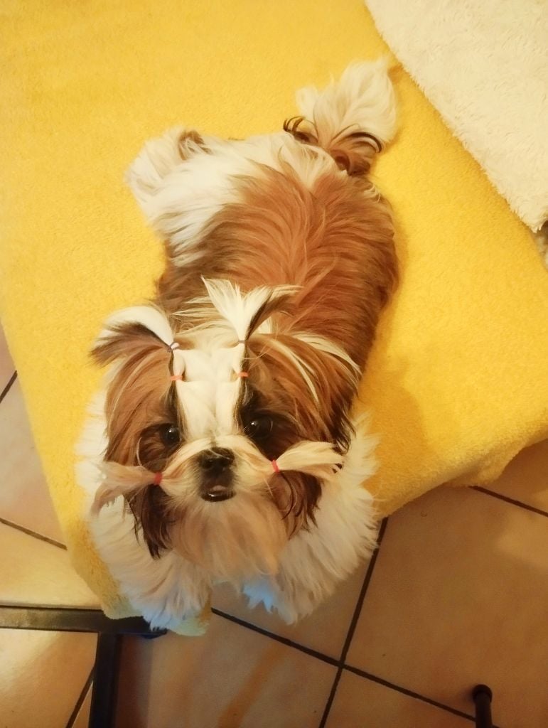 Valentine Du Paradis D'indiana