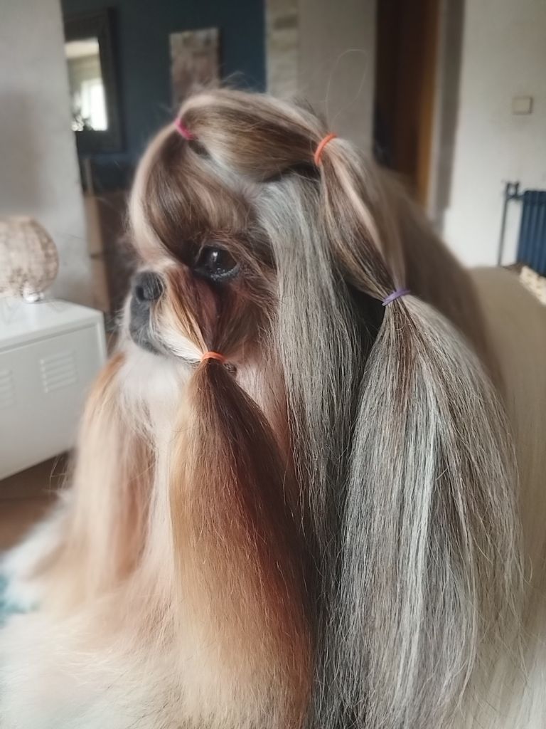 Reve d'un jour Made In Albizzia