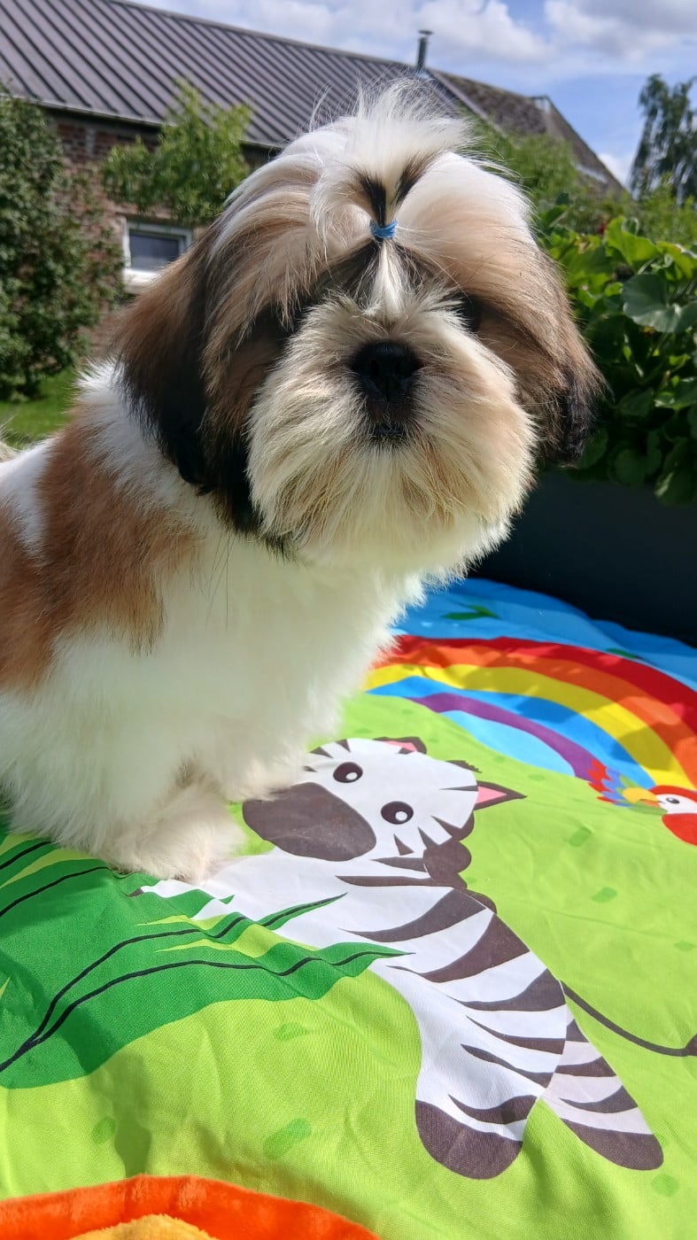 Chiot N°1