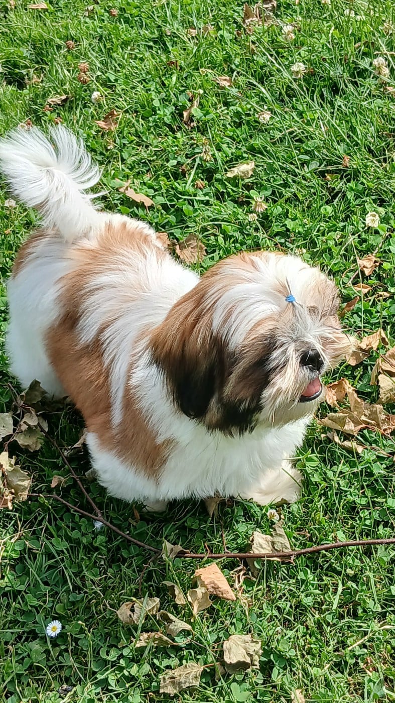 Chiot N°1