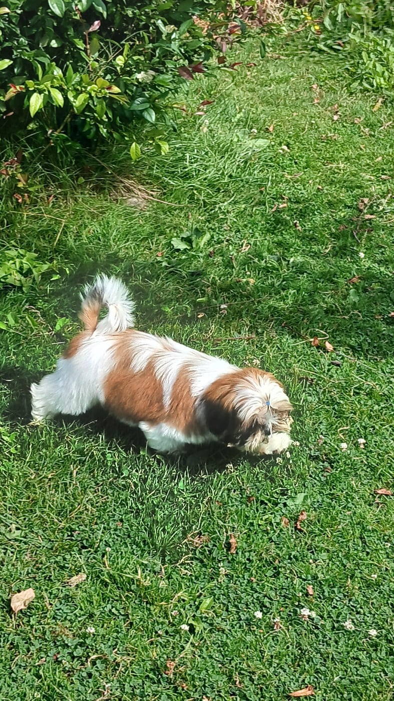 Chiot N°1