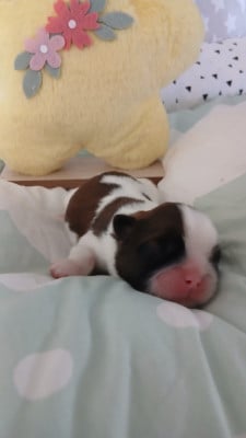 Les chiots de Shih Tzu