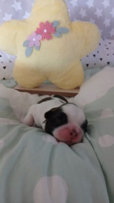 Les chiots de Shih Tzu