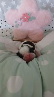 Les chiots de Shih Tzu