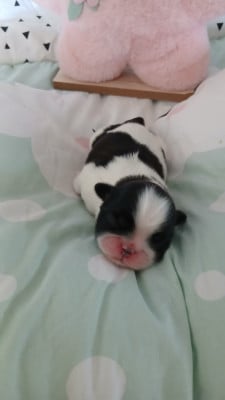 Les chiots de Shih Tzu