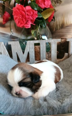 Les chiots de Shih Tzu