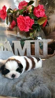 Les chiots de Shih Tzu
