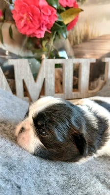 Les chiots de Shih Tzu