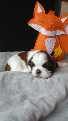 Les chiots de Shih Tzu