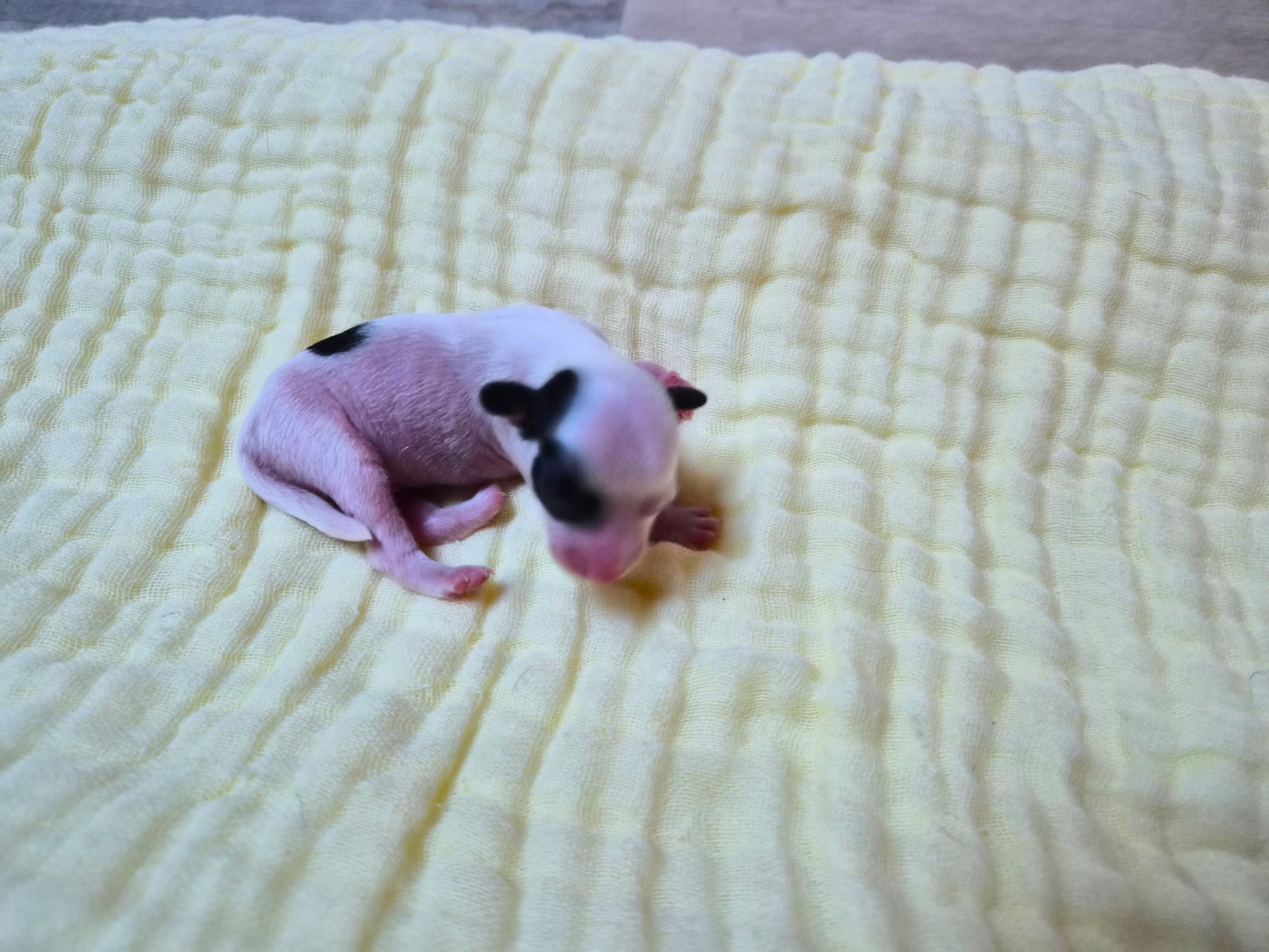 BE MY DREAM - Chien chinois à crête