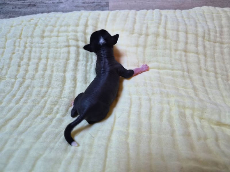 Chien chinois à crête - Pacific Farm