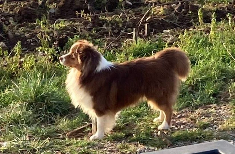 Ryder red fire star Du Domaine De La Canurie