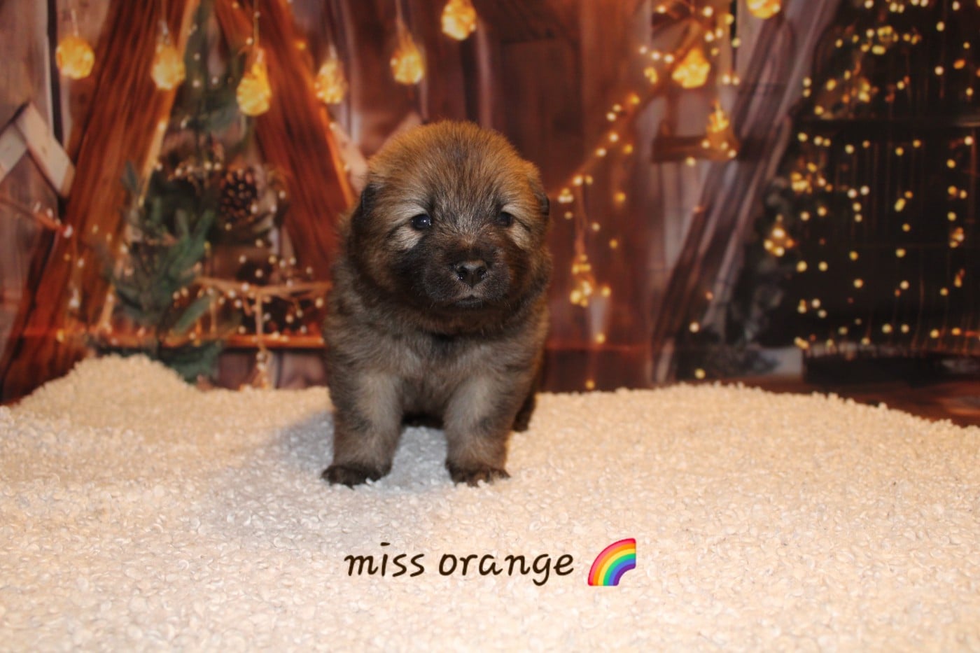 Miss Orange