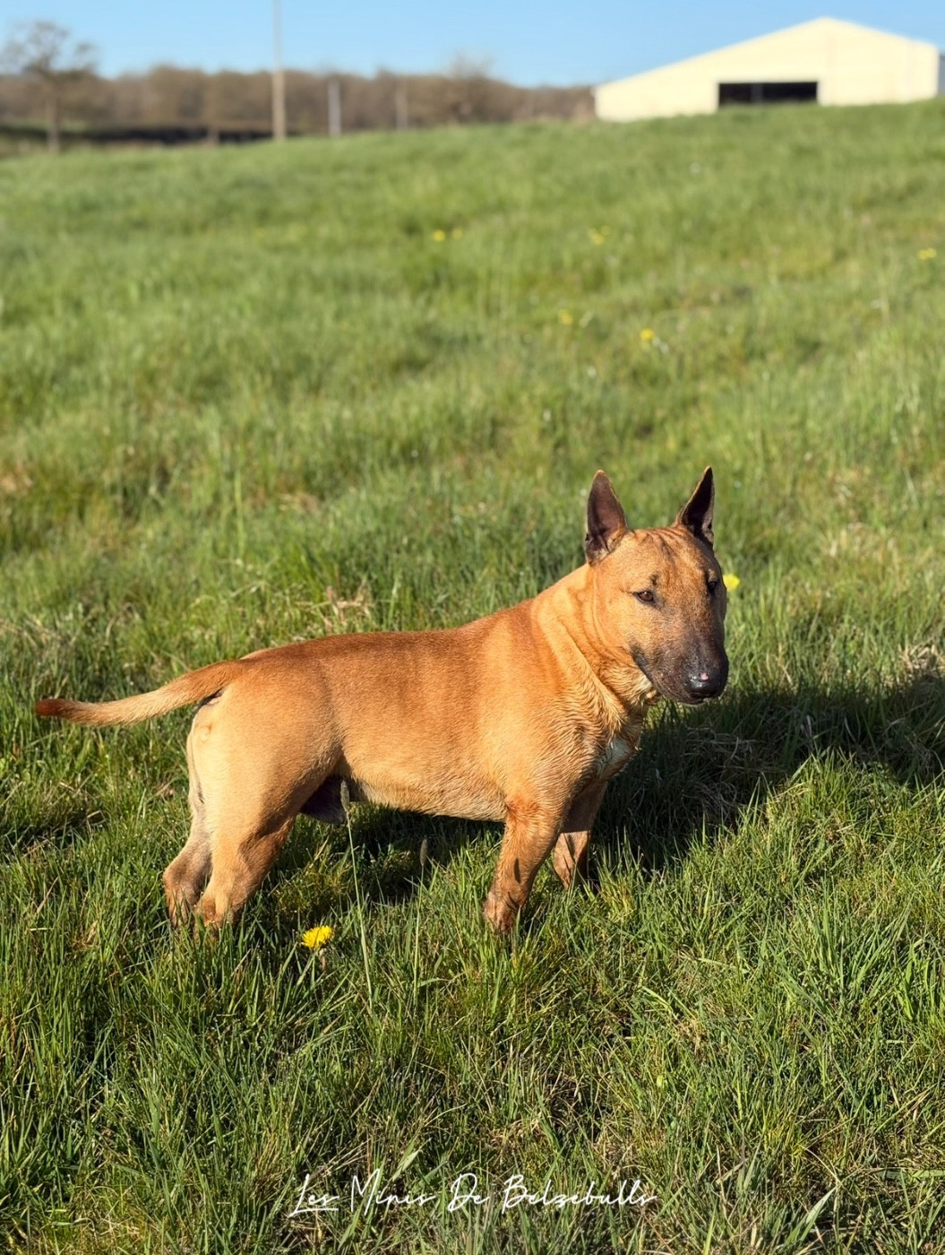 Toronto (Sans Affixe)