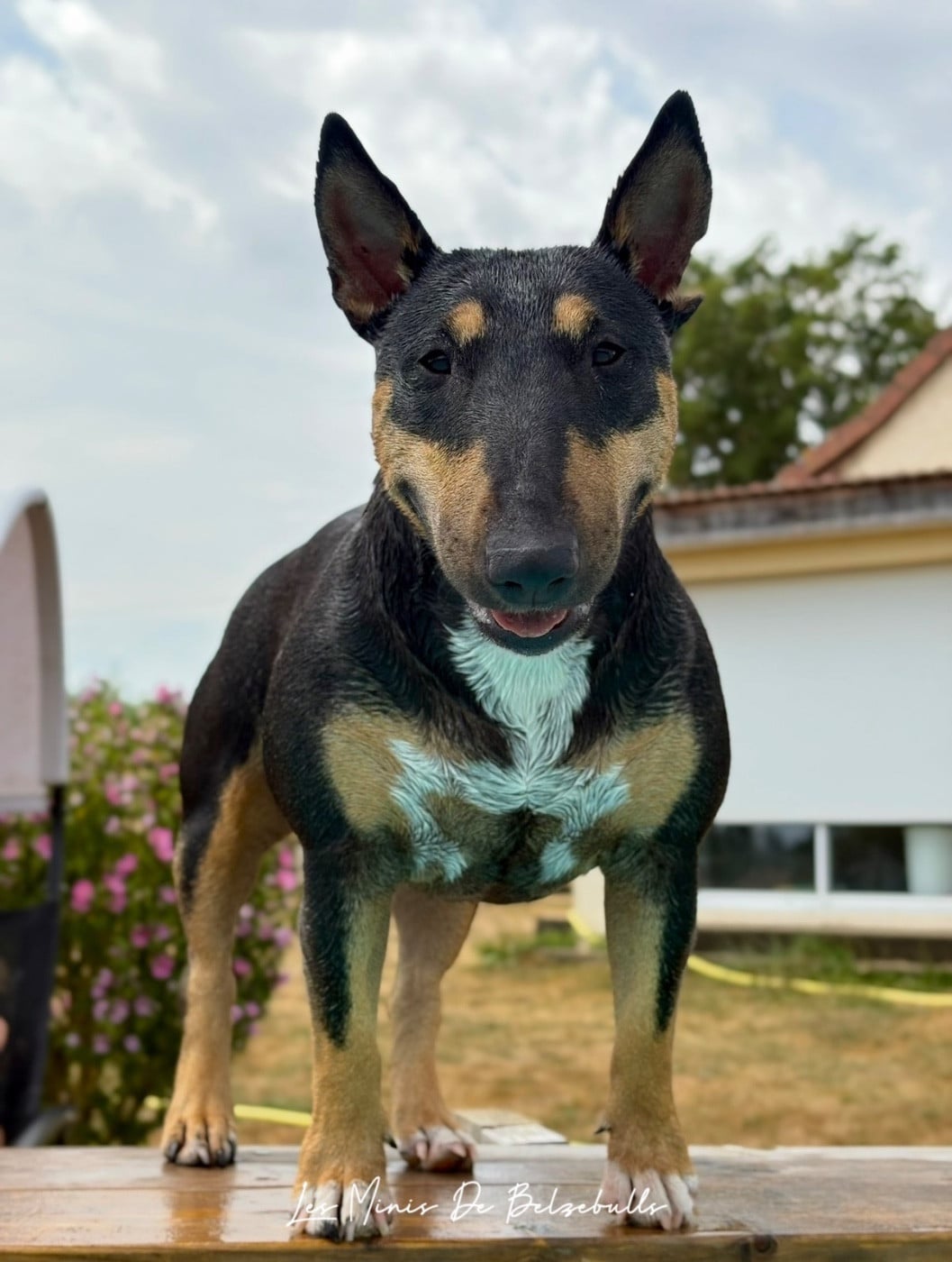 Taycone du Paradis Des Mini Bulls