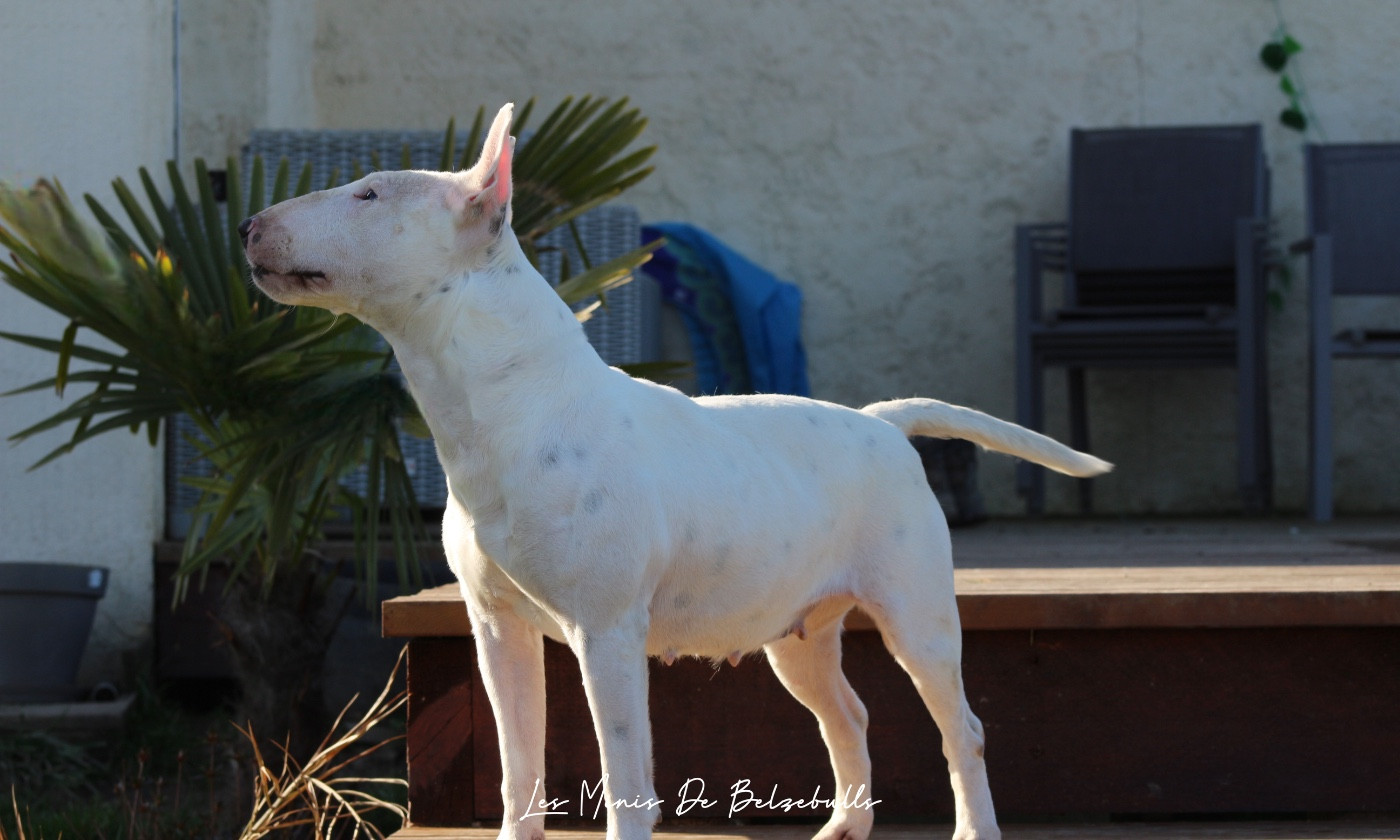 Tessa du Paradis Des Mini Bulls