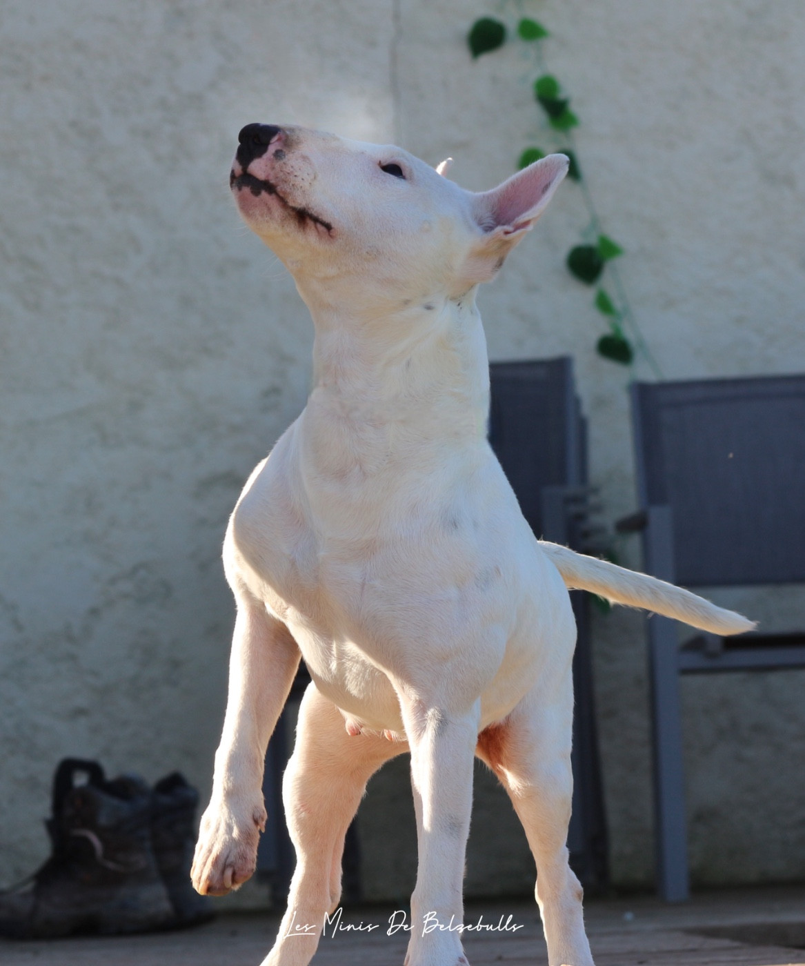 Tessa du Paradis Des Mini Bulls