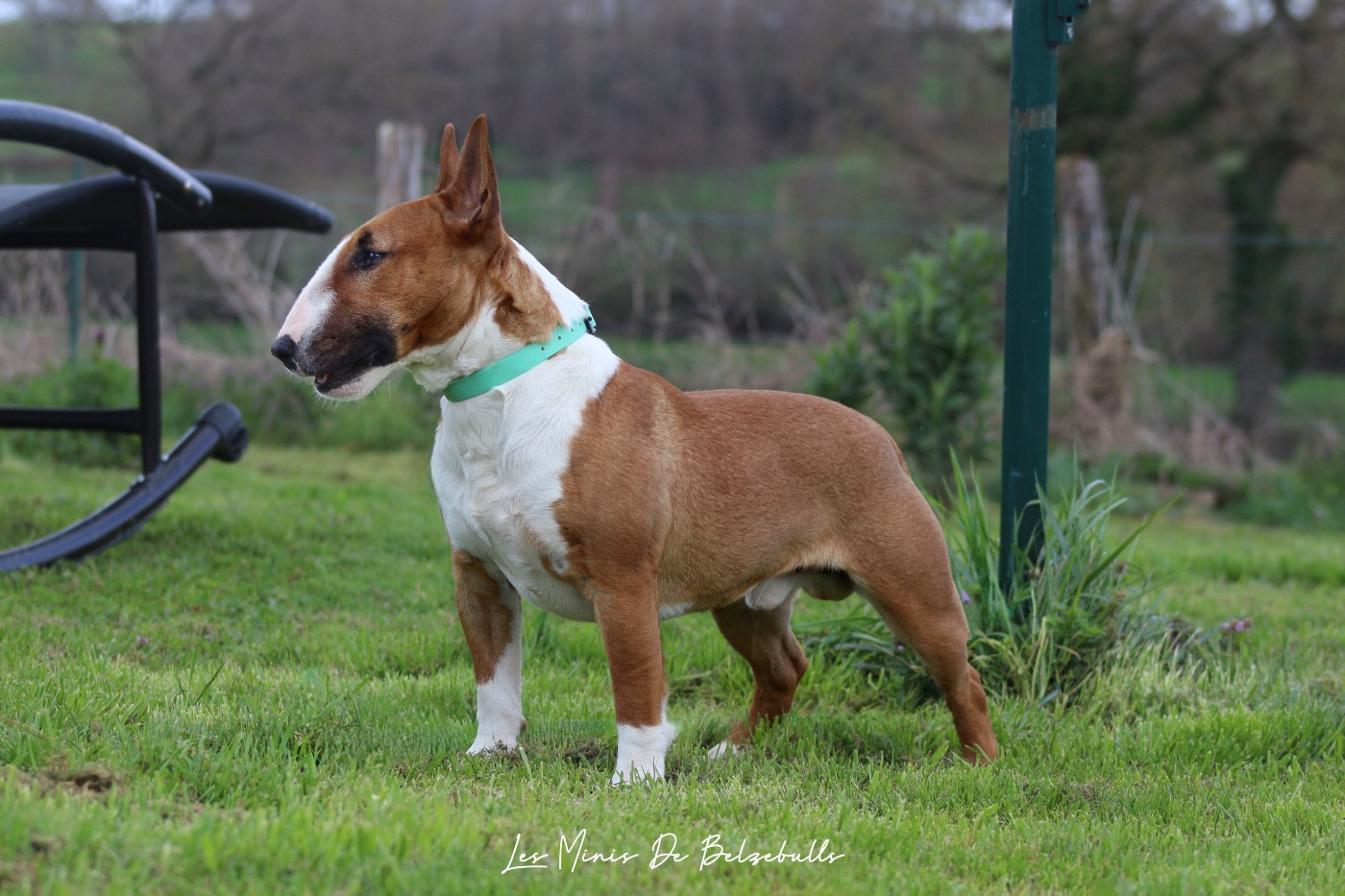 Torrid Blaze venturesome